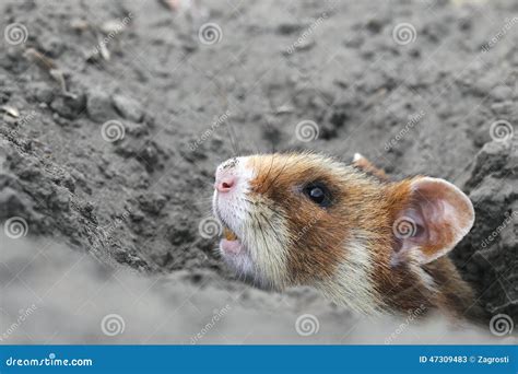 Field Hamster Portrait Stock Image Image Of Hungary 47309483