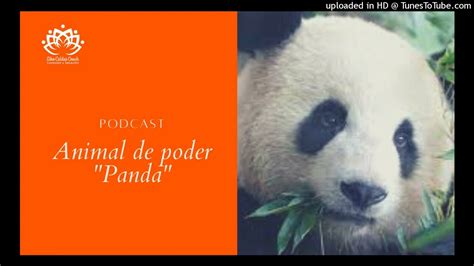 Animal De Poder Oso Panda Youtube