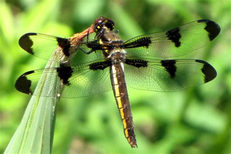 Different Types Of Dragonflies