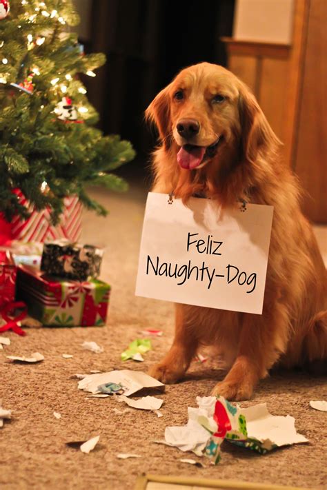 holiday cards  prove  dog  family  barkpost