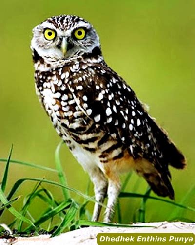 Download gambar gambar pola rajah lengan burung hantu dada burung hantu yang duduk paling sering digambarkan di pergelangan tangan di atas dada pada tulang belikat tato dengan gambar burung hantu yang paling sering dilakukan dalam warna realistis dengan penambahan. Karir Sekolah KU: Gambar Macam-macam Jenis Burung