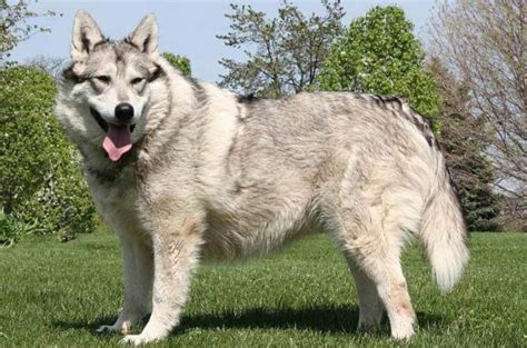 26 Wolfdog Breeds √ High Mid And Low Content Hybrid Wolf Dogs Raising