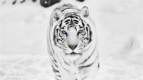 White Tiger Wallpaper Hd 66 Images