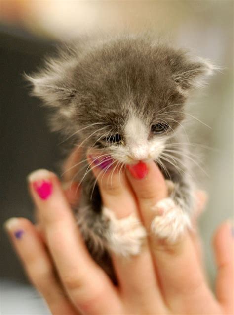 18 Of The Cutest Kittens Cuteness Overflow
