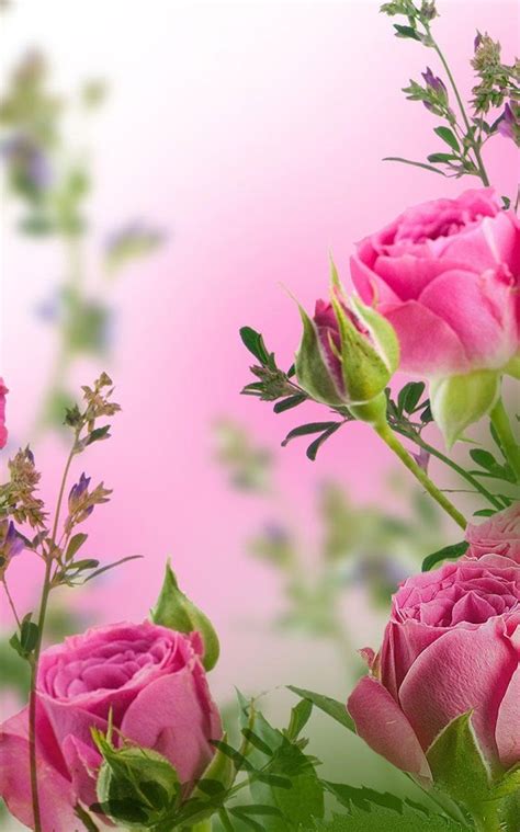 Top 10 Beautiful Flowers Live Wallpapers Apps For Android