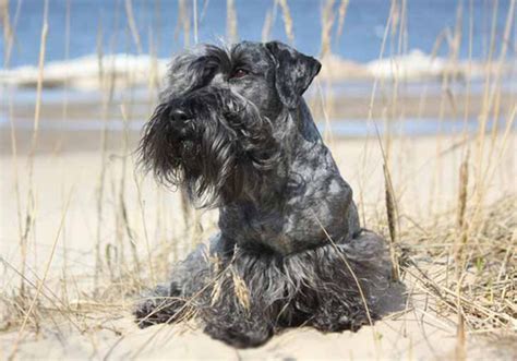 Cesky Terrier Dog Breed Characteristic Daily And Care Facts