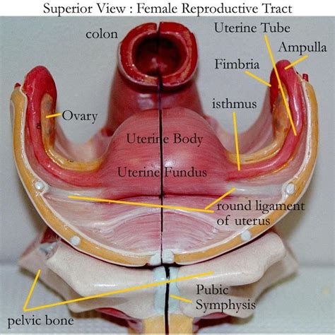 Uterus Anatomy Diagram Side