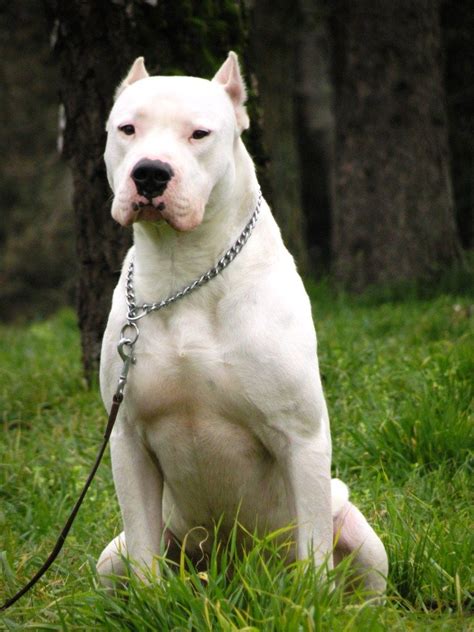 The Dogo Argentino Also Known As The Argentine Mastiff Is A Large