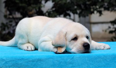 Labrador puppies bite and nip on random things in an attempt to make the pain and discomfort of teething go away. Labrador Puppies Biting - The Labrador Site