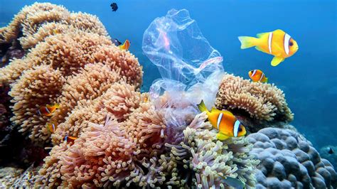 Coral Reef Plastic Pollution Increases With Depth And Near Protected
