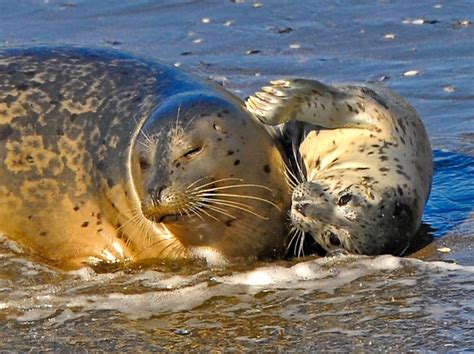 Harbor Seal Giving Birth Mendonoma Sightings