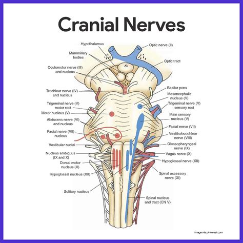 Nervous System Anatomy And Physiology Nurseslabs Nervous System
