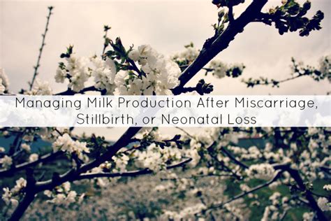 Managing Milk Production After Loss