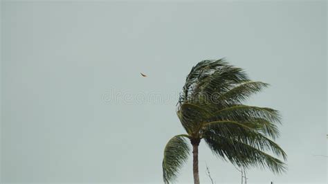 Storm Winds Blowing Palm Trees On Tropical Island Stock Photo Image