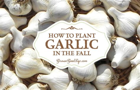 These two farmer's markets are located just minutes away from. Planting Garlic in the Fall Garden