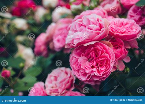 Rosary Magnificent Bushes Of Blooming Pink Roses Stock Photo Image