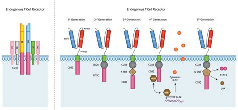 Chimeric Antigen Receptor CAR T Cell Therapy AllCells