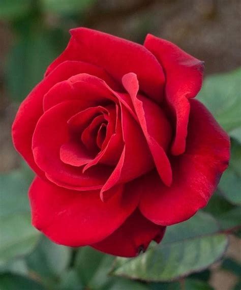 Strong Fragrant Red Rose Flower 50 Seeds Big Blooming Garden Etsy