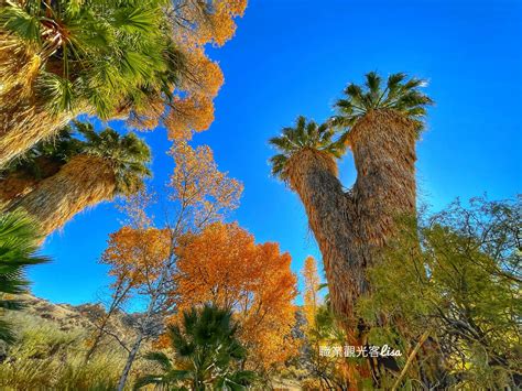 Joshua Tree National Park 約書亞樹國家公園 職業觀光客 Lisa