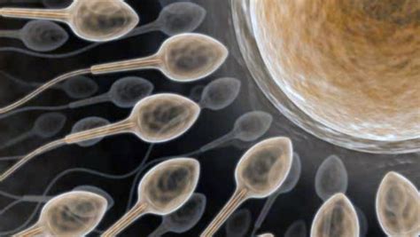 Сколько грамм спермы выделяется во время полового акта активна ли