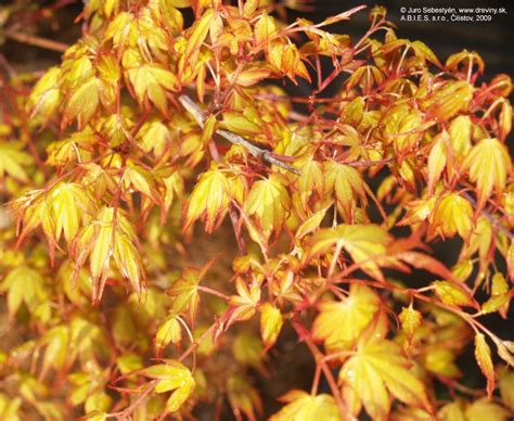 Katsura Japanese Maple Fall Color Acer Maple Falls Japanese Maple