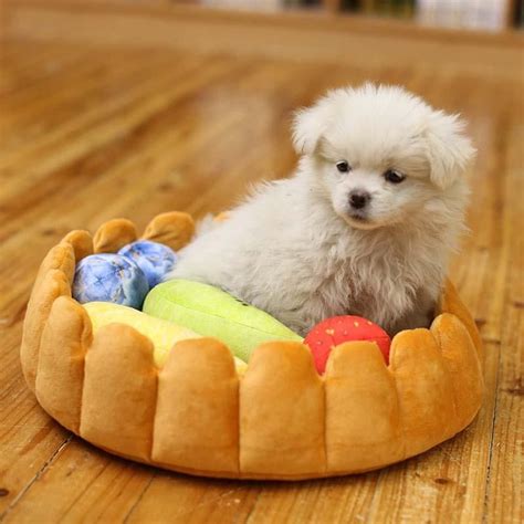 Peaches are a great source of fiber and vitamins a and c. Fruit Tart Dog Bed | Can dogs eat, Novelty dog beds, Fruits for dogs