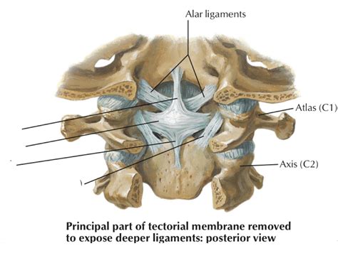 Median Atlanto Axial Joint And Lateral Atlanto Axial Joint And