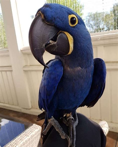 Talking Pair Of Hyacinth Macaw Parrots For Sale