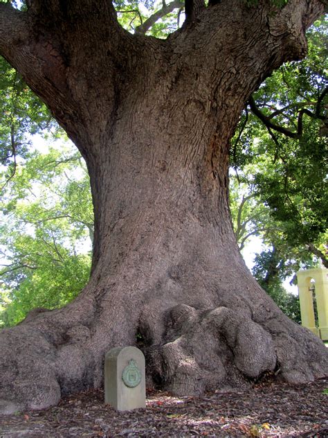 Just One Of The Ancient Camphor Trees At Vergelegen Tree Tree Roots