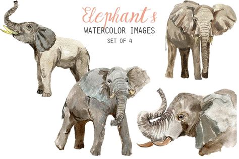 Watercolor Elephants Clipart Custom Designed Illustrations Creative