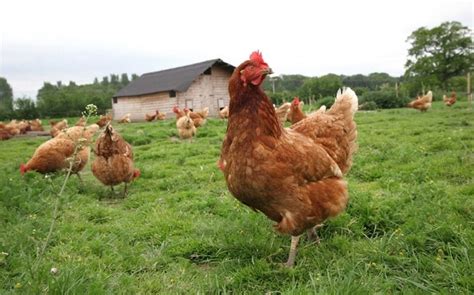 Britain Is Running Out Of Space To Farm Chickens Warns Poultry