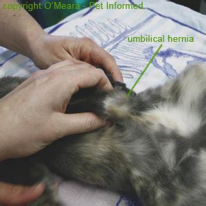 Female animals (spay) have an incision made just below the belly button into the abdomen. glistenhorv - safe get pregnant after umbilical hernia repair
