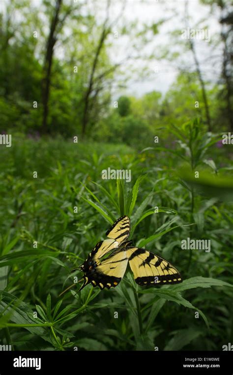 Canadian Tiger Swallowtail Butterfly Papilio Canadensis Flying Over