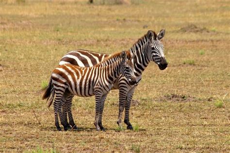 Zebras are found in many protected parks across africa. Where Do Zebras Live? - Joy of Animals