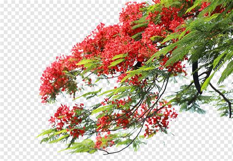 Fénix Flor Planta árbol Png Pngwing