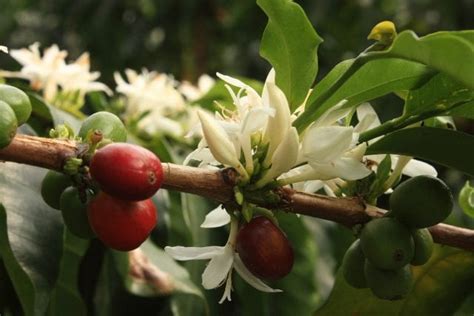A Guide To Growing Healthy Coffee Trees Perfect Daily Grind