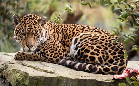 Maybe you would like to learn more about one of these? Download wallpapers Jaguar, Predator, Wildlife, Dangerous Animals, Forest for desktop free ...