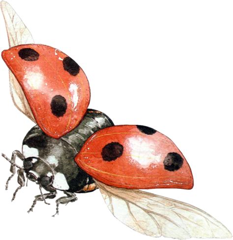 Ladybug Png Image Purepng Free Transparent Cc0 Png Image Library