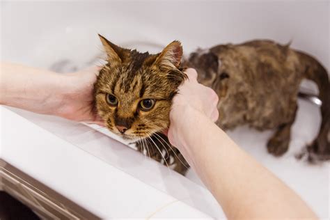 5 Tips On How To Bathe Your Cats Rufus And Coco Australia