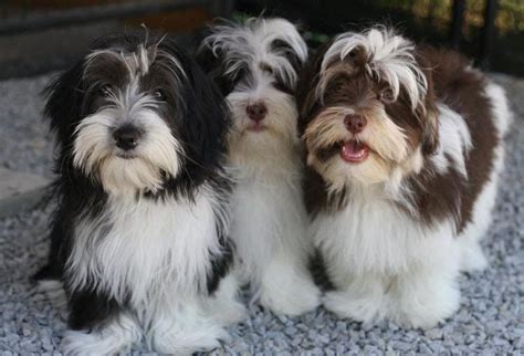 We are a family of havanese dog breeders dedicated to breeding top quality havanese puppies for you and your family out of the top dogs in the nation. Havanese dog price range. Havanese puppies for sale cost ...