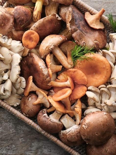 39 Different Types Of Edible Mushrooms Story Clean Green Simple