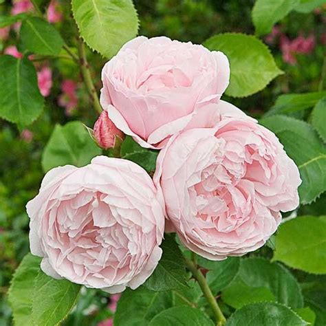 Your 10 Most Fragrant Roses