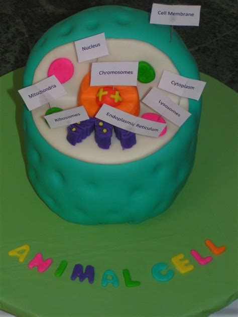 Animal Cell A Fun Way To Practice Plant And Animal Cells Cells