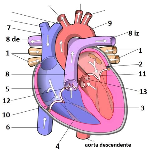 Anatomia Del Corazon Humano Imagenes