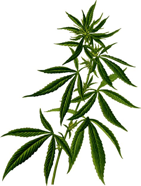 Download Cannabis Plant Png Image For Free