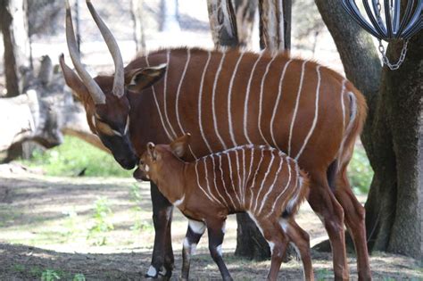 Rare Bongo Calf Born At Dubbo Zoo Taronga Conservation Society Australia