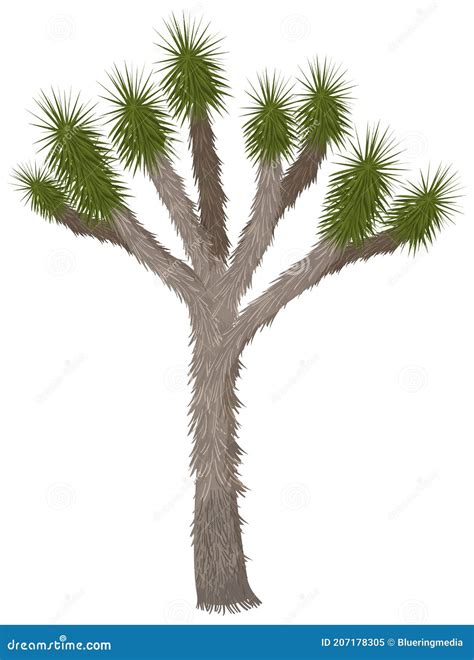 Joshua Tree Isolated On White Background Stock Vector Illustration Of