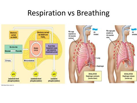 PPT Chapter Respiratory System PowerPoint Presentation Free Download ID