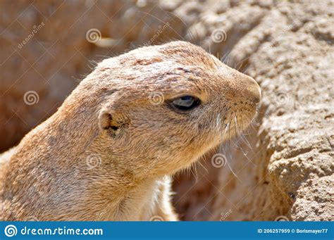 Headshot Of A Gopher Or Ground Squirrel Stock Image Image Of Fluffy