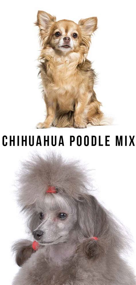 Chihuahua Poodle Mix Meet The Cheerful Chipoo Pup
